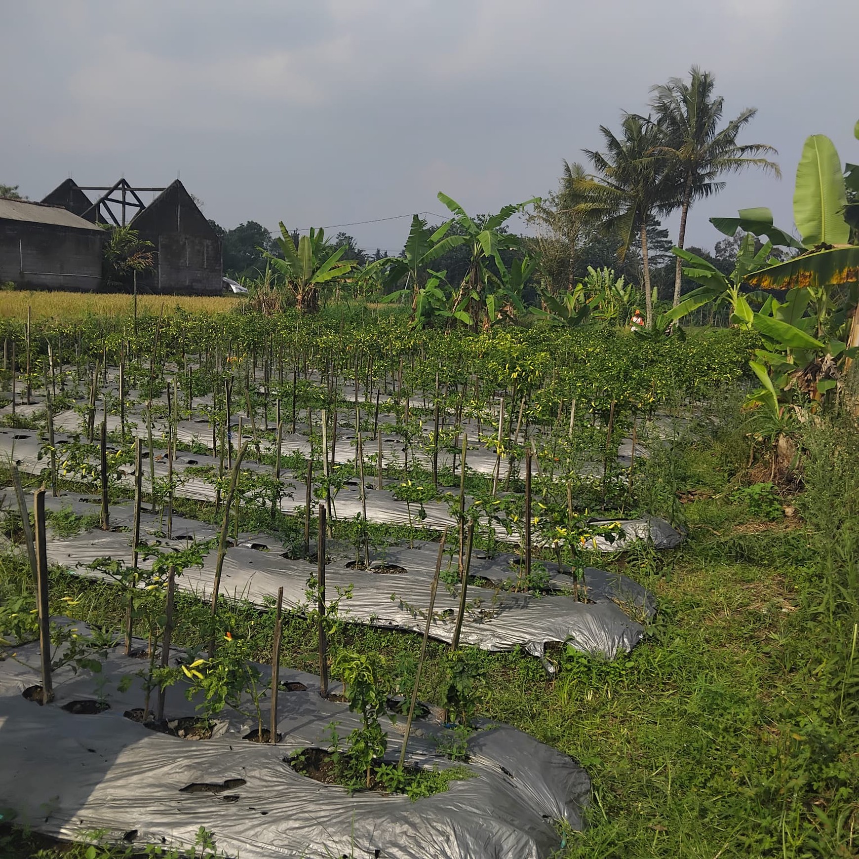 Tanah Sawah Luas 855 Meter Persegi Lokasi Dekat Kampus UII Ngaglik Sleman.
