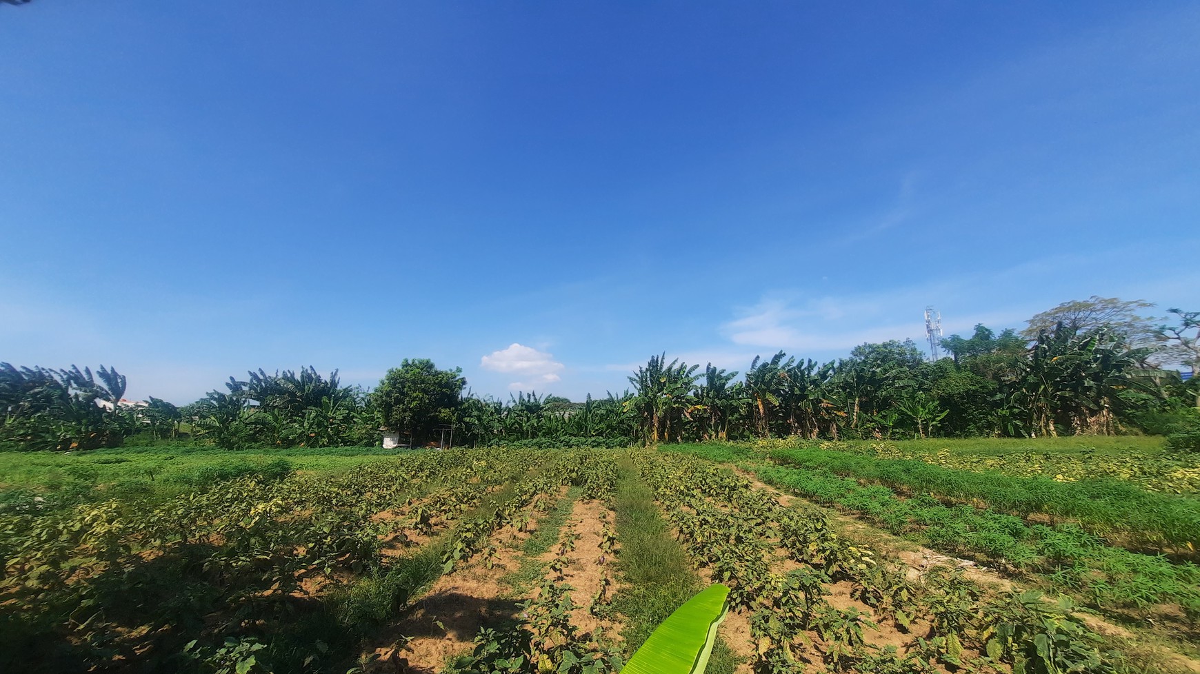 TANAH KAVLING DI WANASARI CIBITUNG COCOK UNTUK PERUMAHAN DAN GEDUNG BALAI PERTEMUAN DENGAN LOKASI STRATEGIS PINGGIR TOL CIBITUNG CILINCING