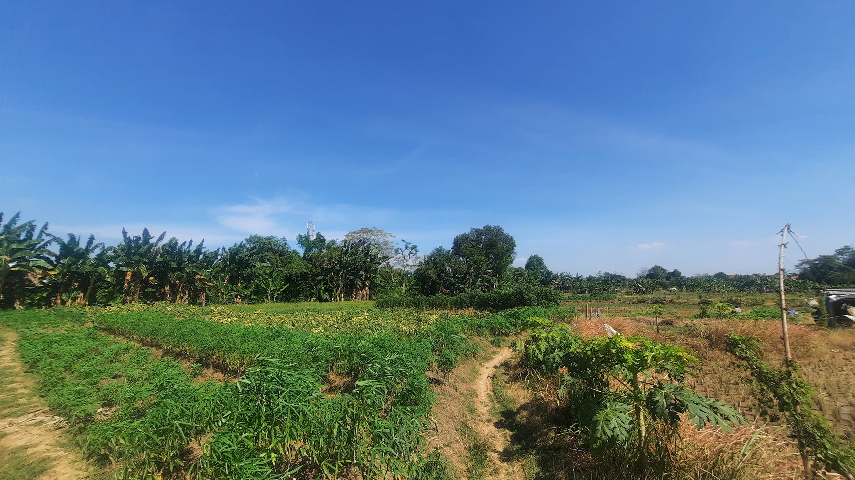 TANAH KAVLING DI WANASARI CIBITUNG COCOK UNTUK PERUMAHAN DAN GEDUNG BALAI PERTEMUAN DENGAN LOKASI STRATEGIS PINGGIR TOL CIBITUNG CILINCING