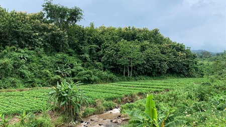 DIJUAL LAHAN TANAH (Dusun Gumeng, Gumeng, Gondang-Mojokerto)