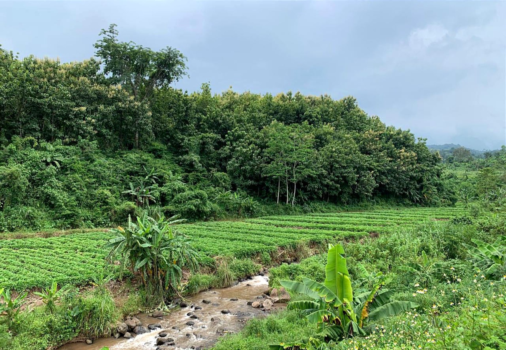 DIJUAL LAHAN TANAH (Dusun Gumeng, Gumeng, Gondang-Mojokerto)