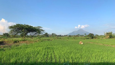 DIJUAL LAHAN TANAH Jalan Sawah, Desa Bakalan, Gondang, Mojokerto