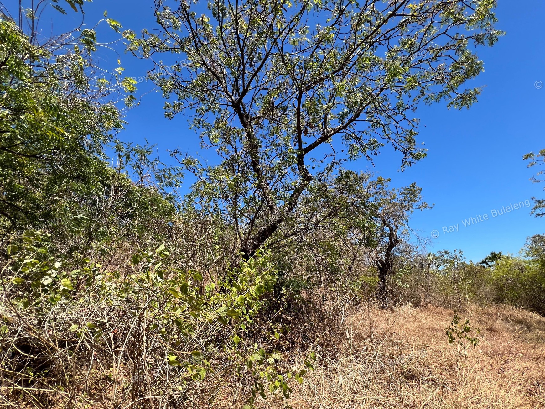 Unspoiled 1.93 Hectare Ocean View Land in Tejakula - Perfect for Resort or Retreat Project