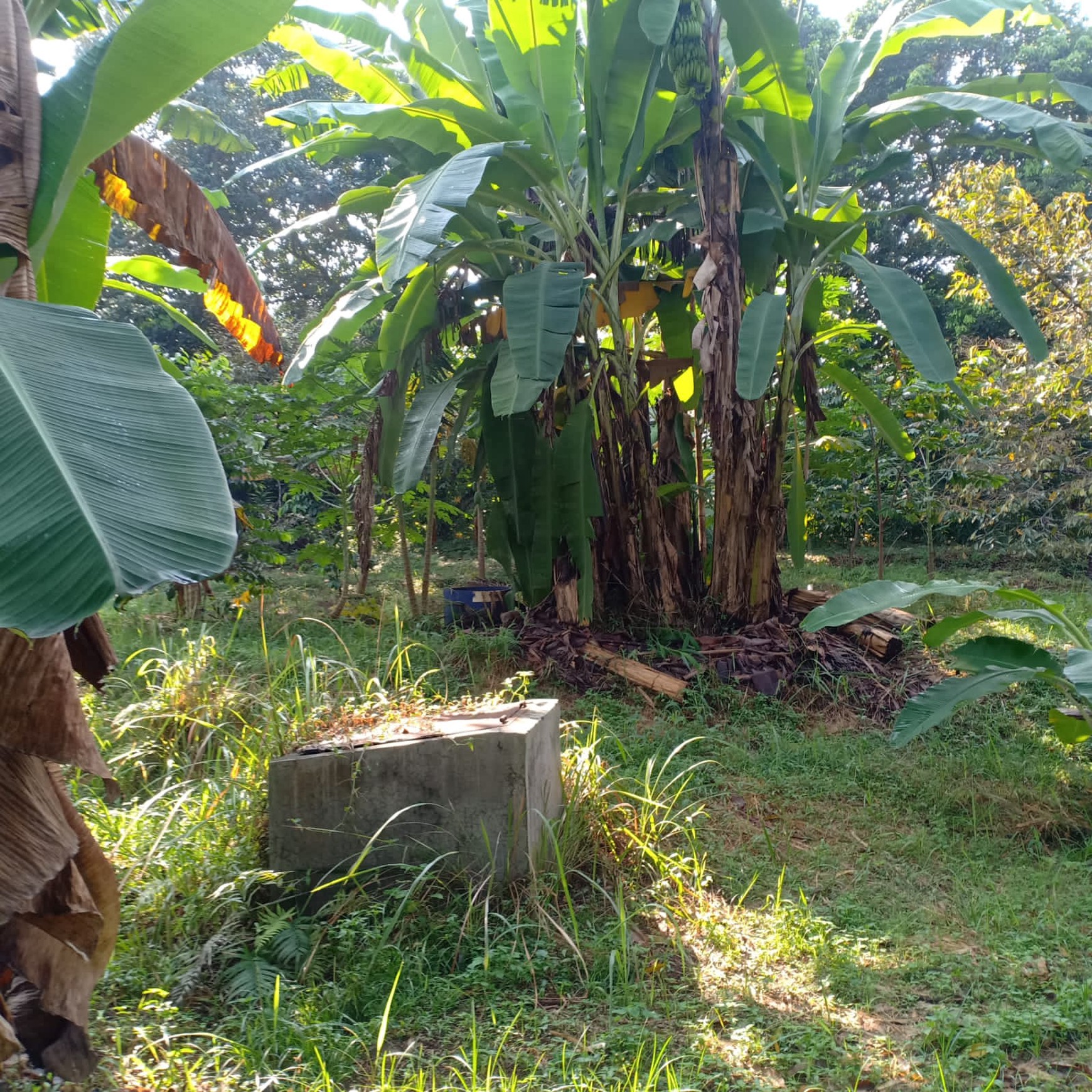 Kavling Kebon Buah di Cimanggis Depok