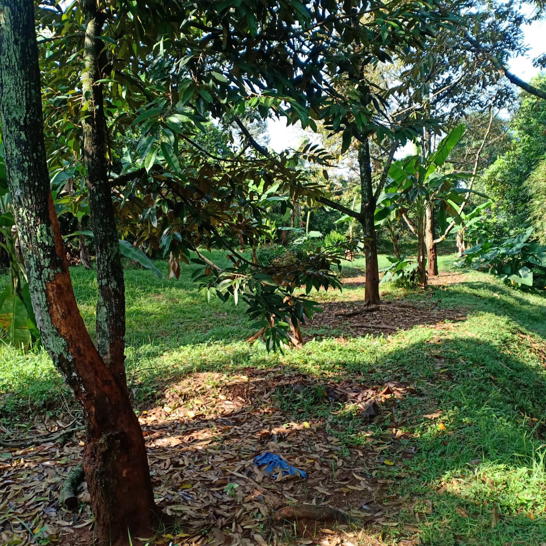 Kavling Kebon Buah di Cimanggis Depok