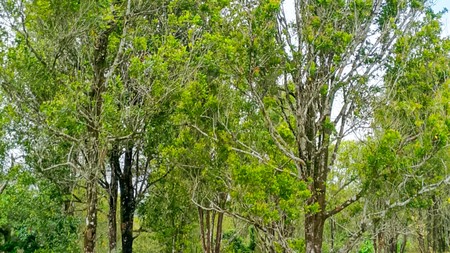 Kebun Cengkeh, Durian, Kelengkeng di Ciemas Sukabumi, Dekat Bogor