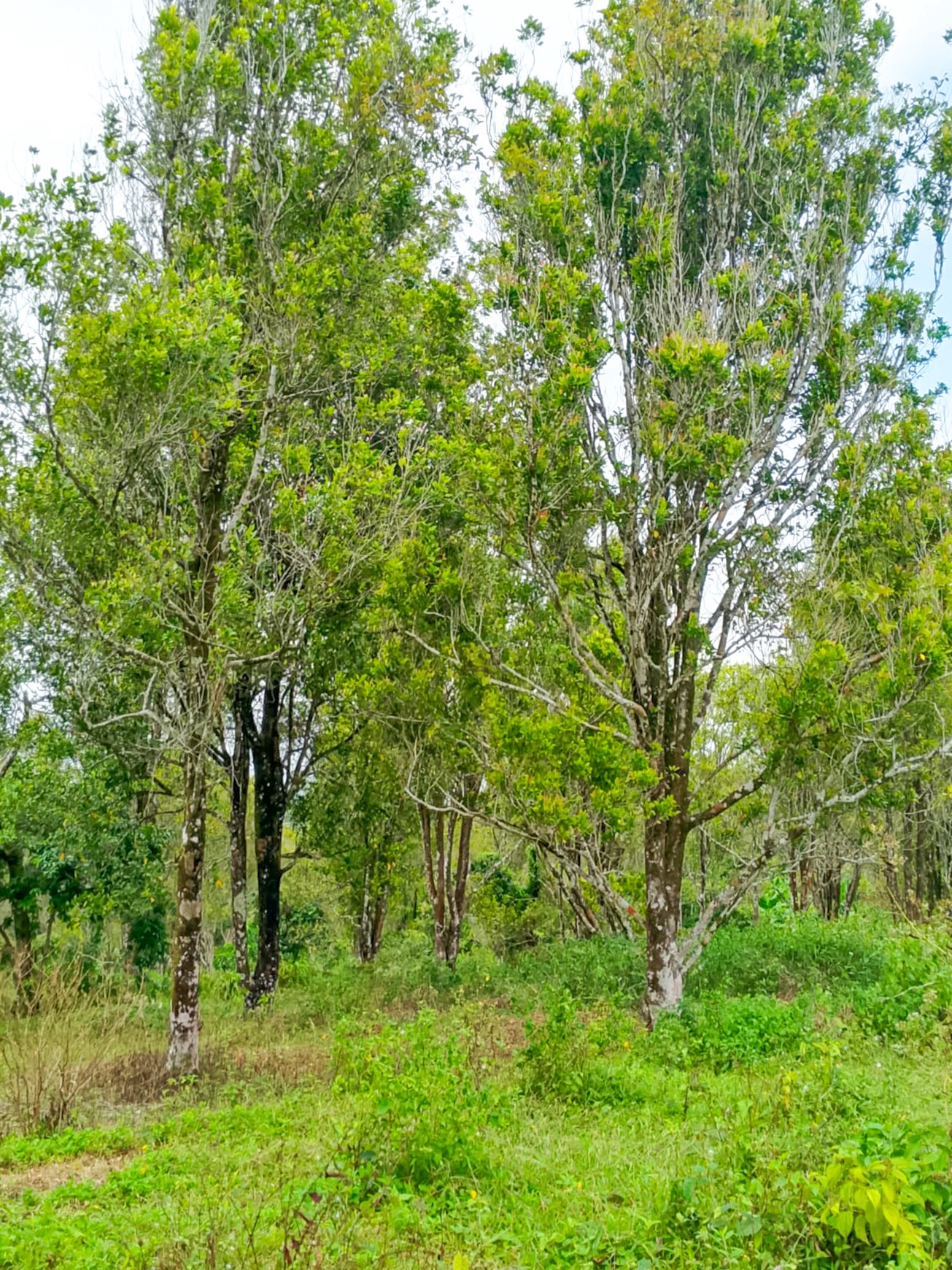 Kebun Cengkeh, Durian, Kelengkeng di Ciemas Sukabumi, Dekat Bogor