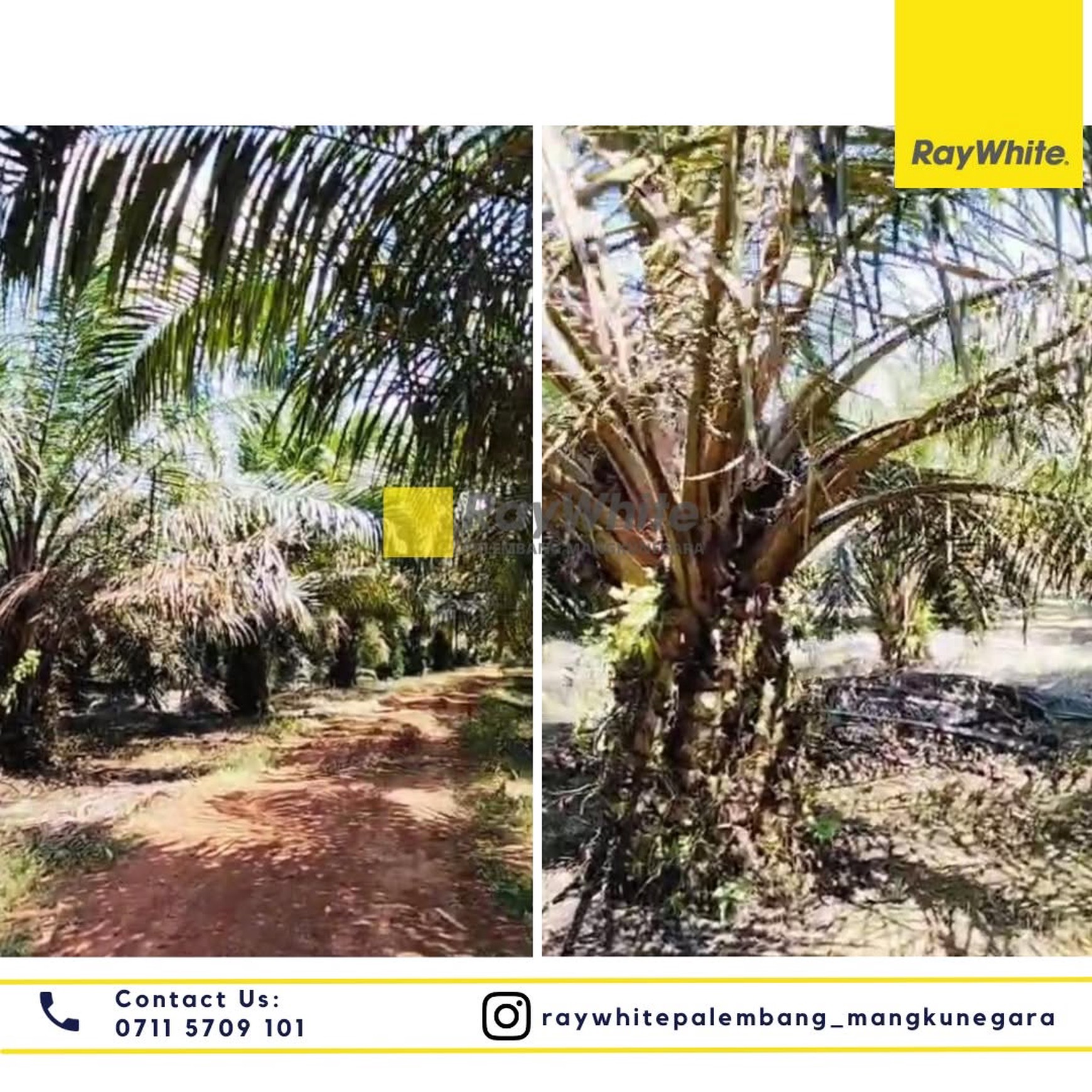 Dijual Cepat Kebun Sawit di Desa Parit Kab Banyuasin