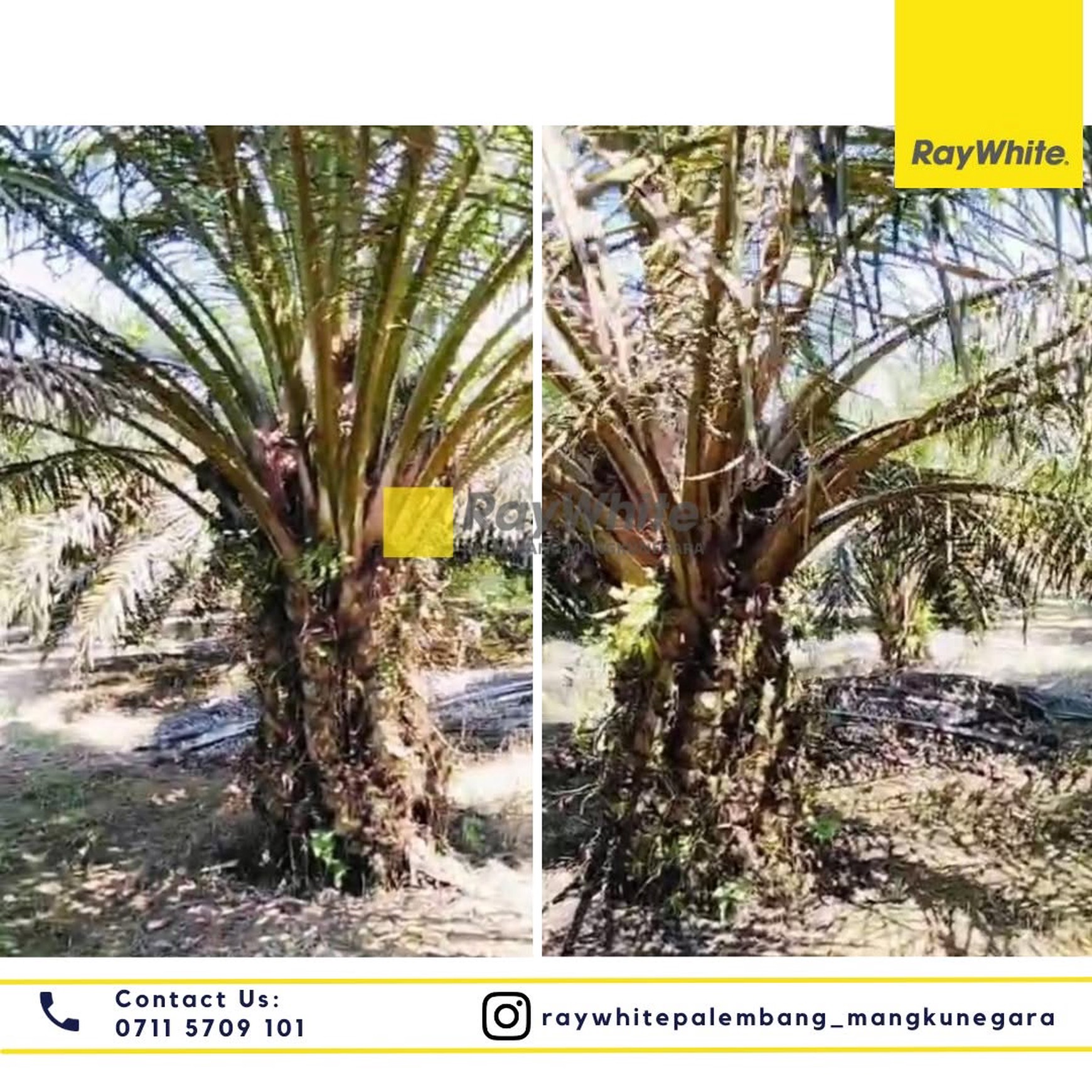 Dijual Cepat Kebun Sawit di Desa Parit Kab Banyuasin