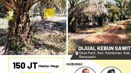 Dijual Cepat Kebun Sawit di Desa Parit Kab Banyuasin