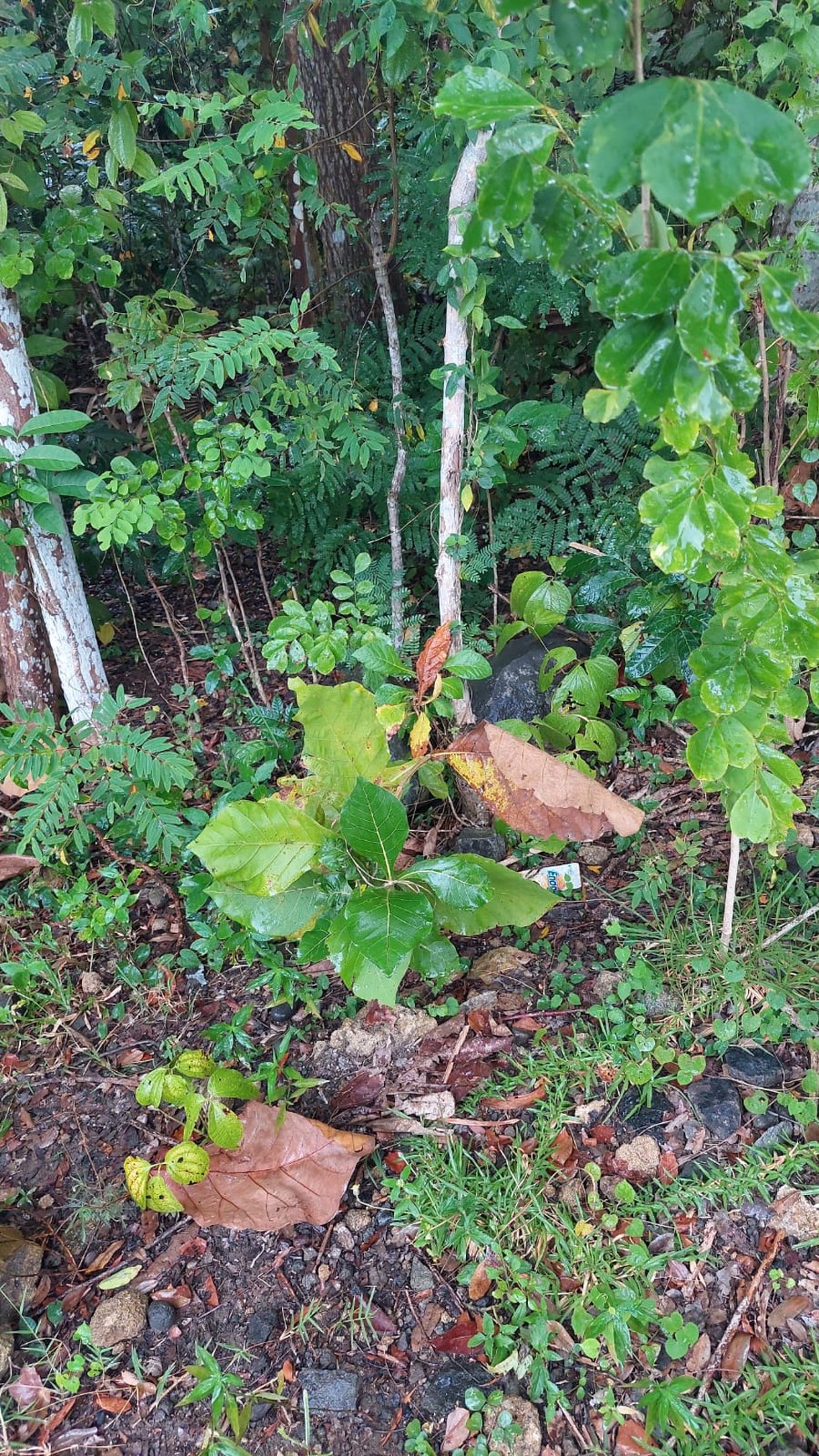 Tanah 1610 Meter Persegi Di area Perumahan Bangunjiwo, Kasihan Bantul