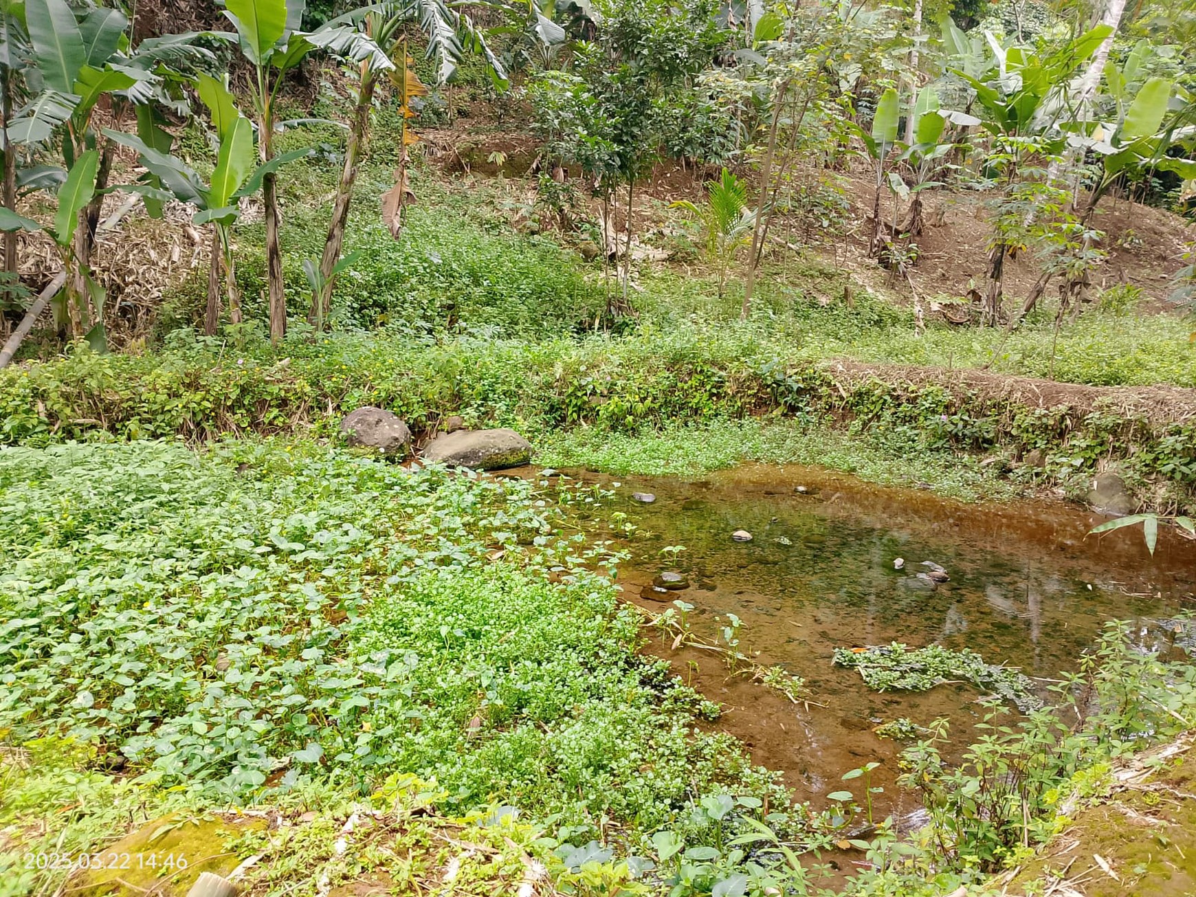 Lahan Asri Dijual dengan Sumber Mata Air - Cocok untuk Villa, Glamping & Slow Living 