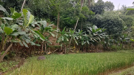 Lahan Asri Dijual dengan Sumber Mata Air - Cocok untuk Villa, Glamping & Slow Living 