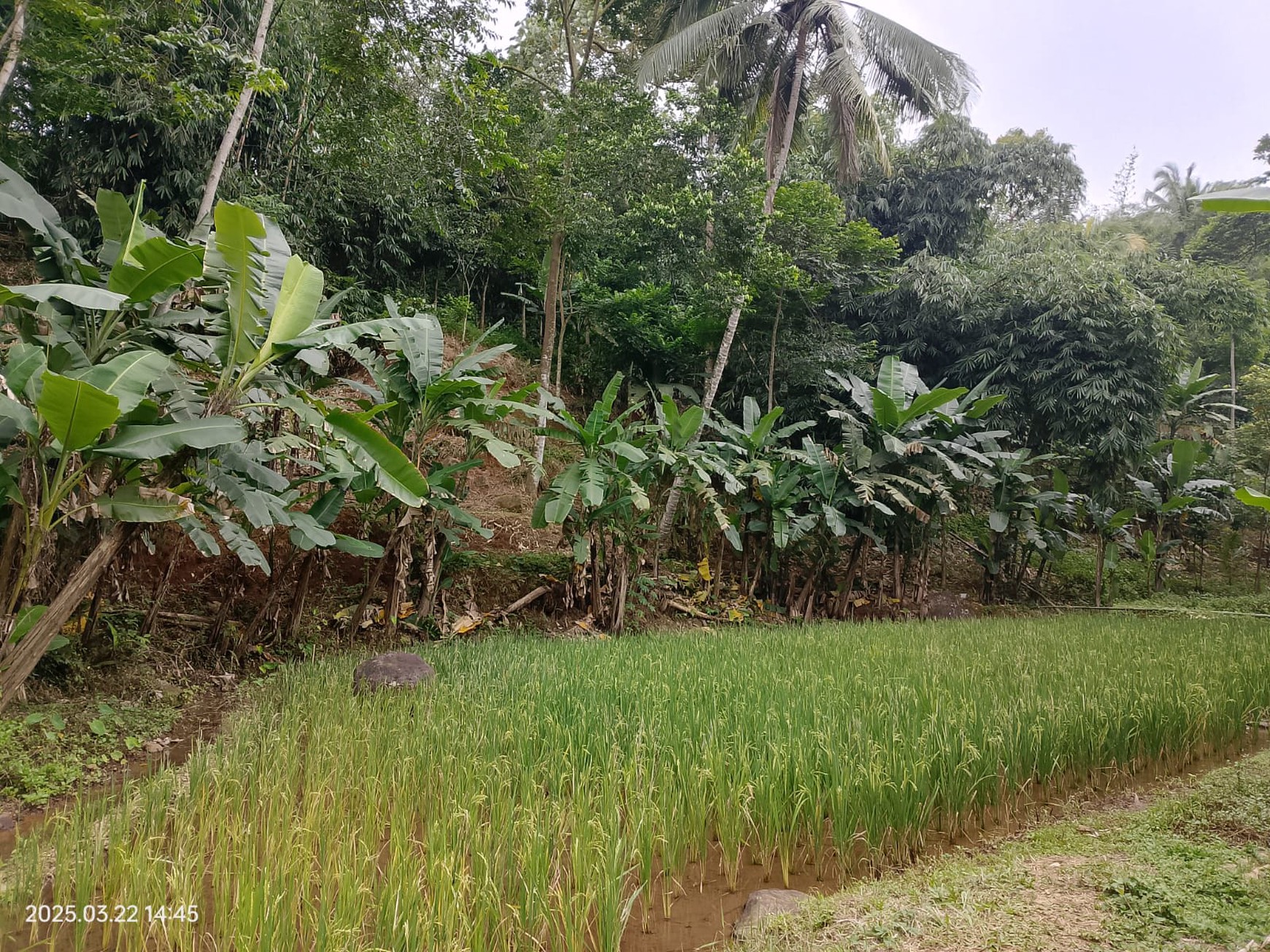Lahan Asri Dijual dengan Sumber Mata Air - Cocok untuk Villa, Glamping & Slow Living 