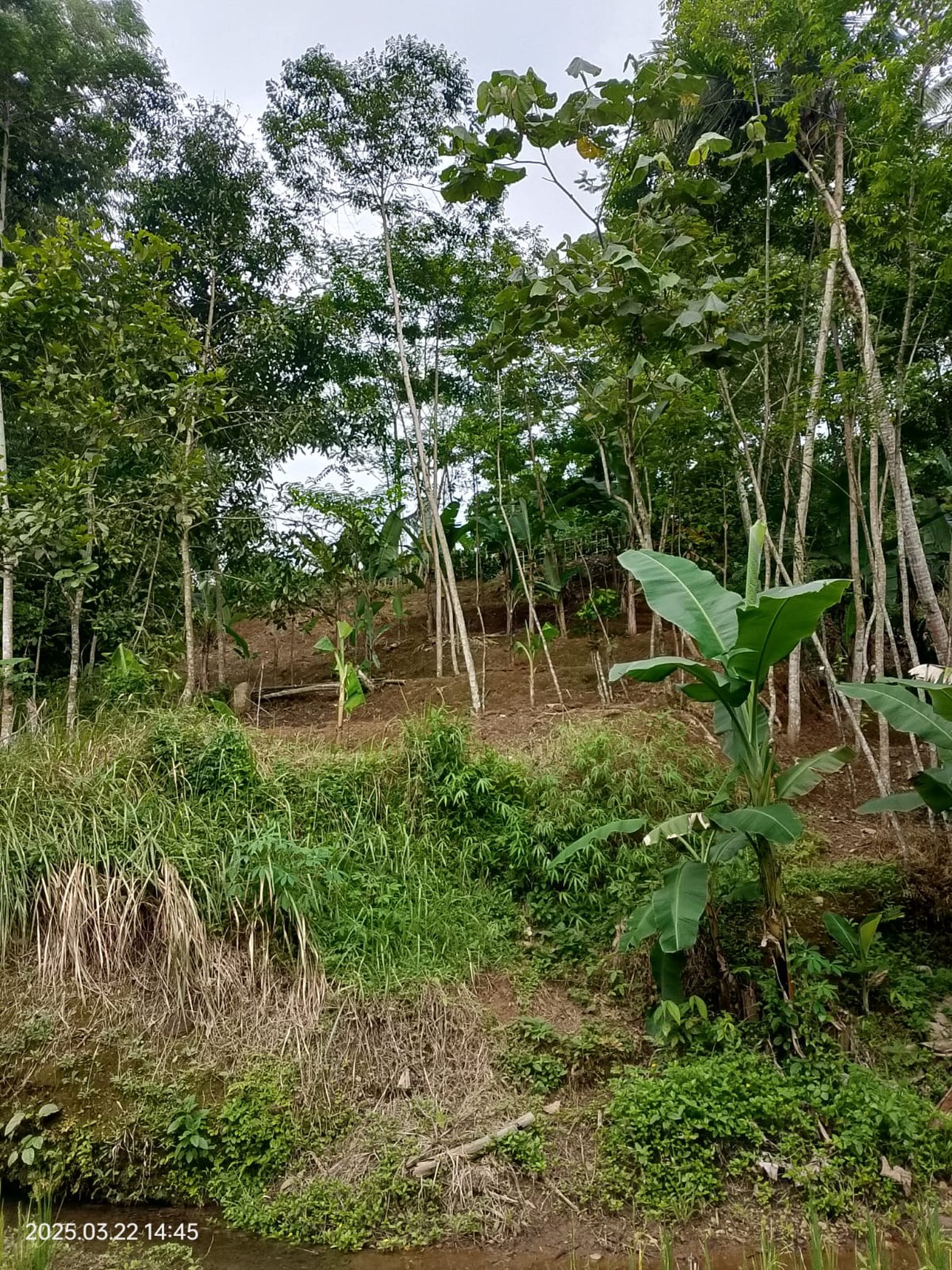Lahan Asri Dijual dengan Sumber Mata Air - Cocok untuk Villa, Glamping & Slow Living 