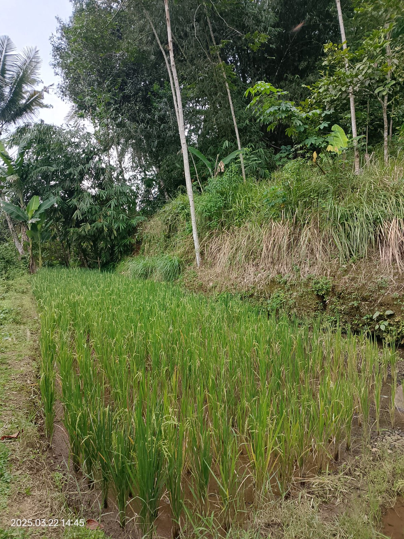 Lahan Asri Dijual dengan Sumber Mata Air - Cocok untuk Villa, Glamping & Slow Living 