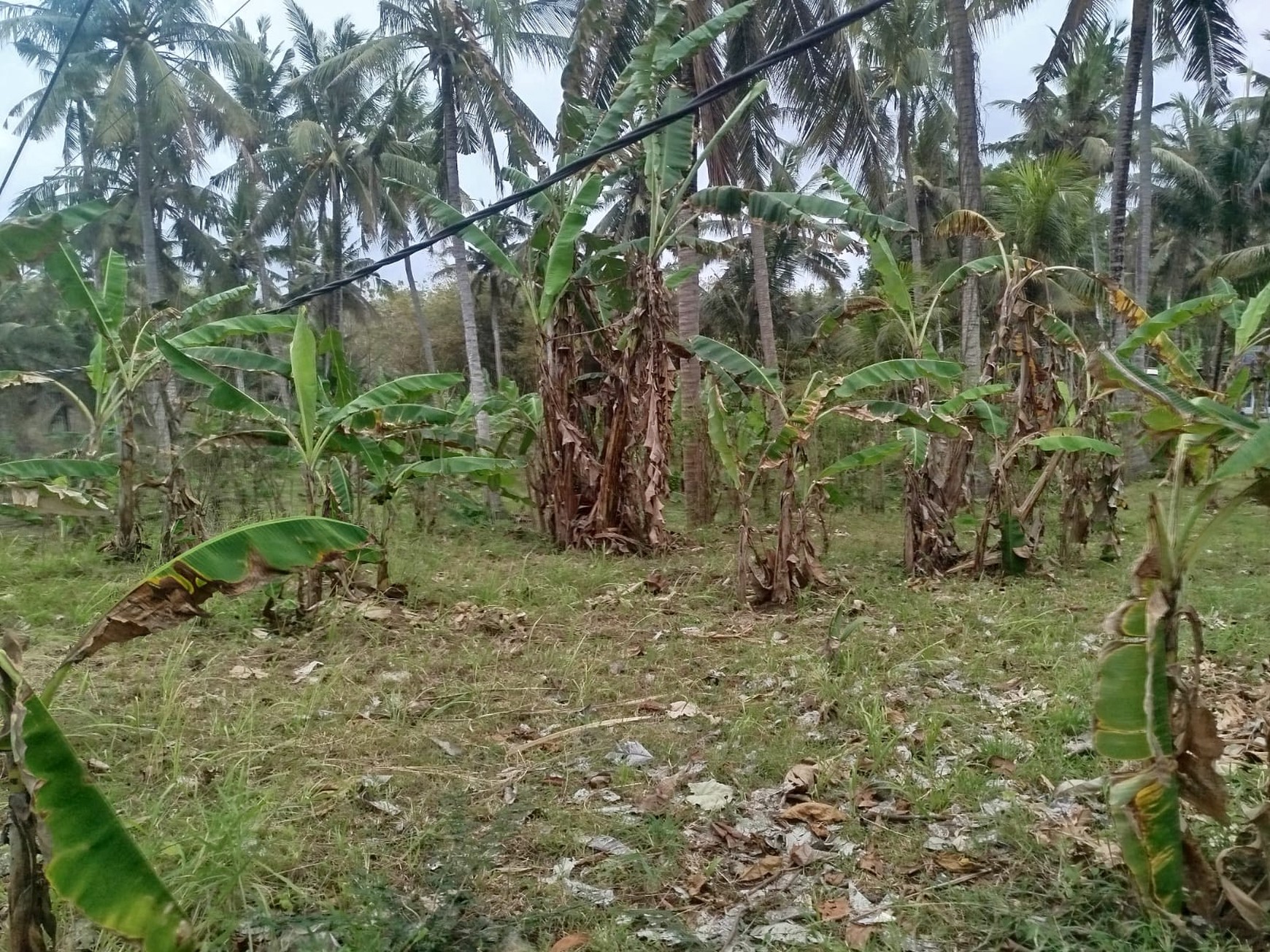 Land Freehold 20.250 sqm Beach front Seraya Karang Asem Bali