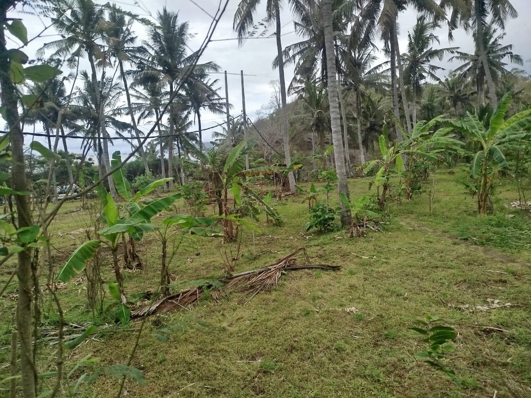 Land Freehold 20.250 sqm Beach front Seraya Karang Asem Bali