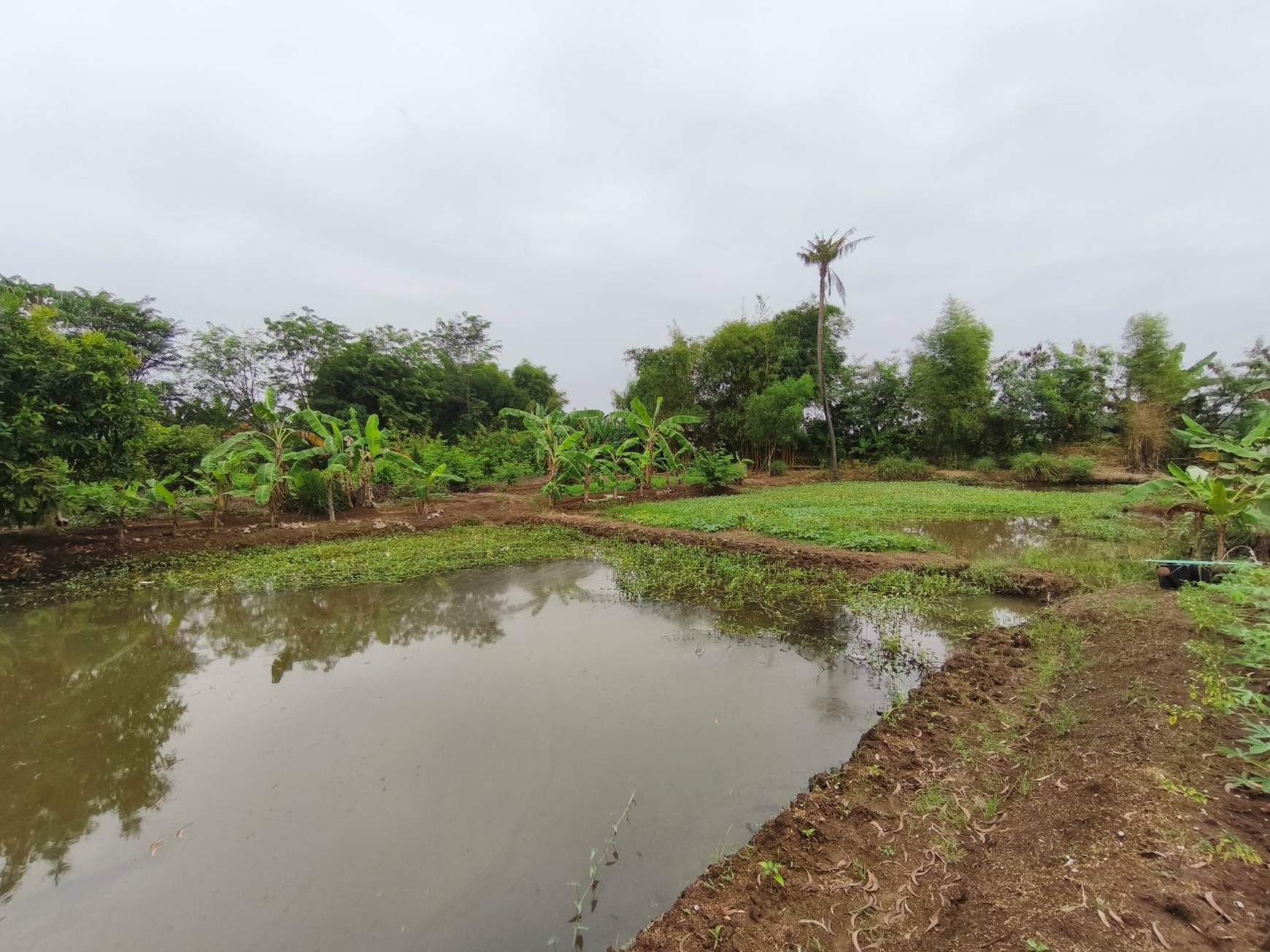 Kavling Jl Kosambi Telagasari, Majalaya, Karawang Timur