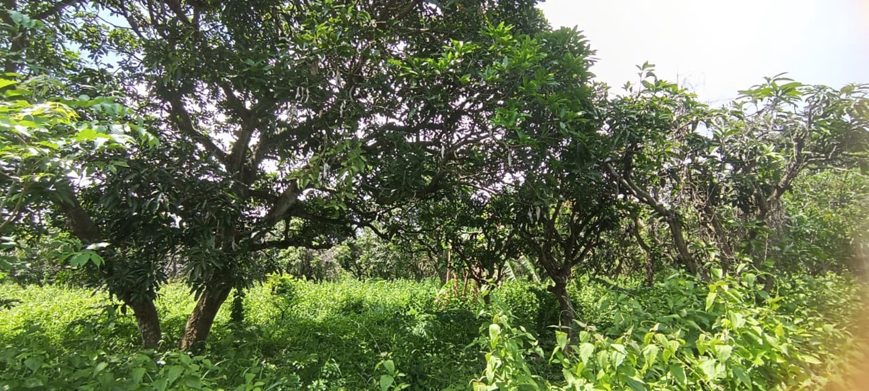 Dijual Tanah Perkebunan di Ujung Pangkah Gresik !
