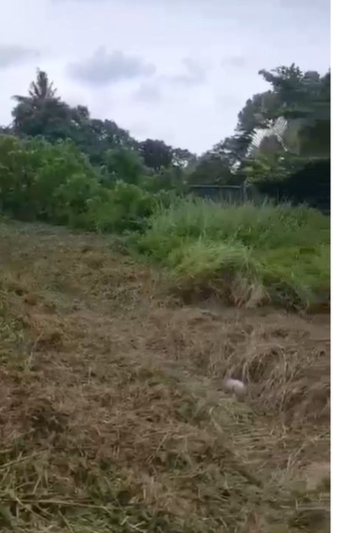 Freehold - Rare Land for Sale in Ubud - 2 Mins from Odette Ubud, Bali!