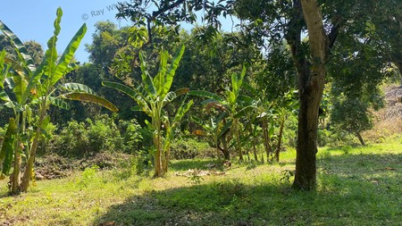 Spacious 1,875 sqm Land for Sale in Selat, Buleleng
