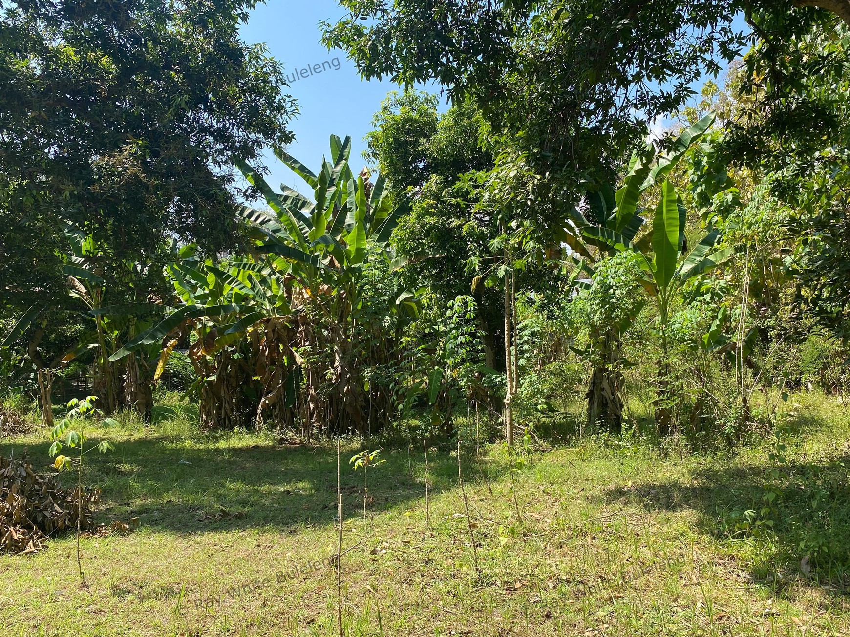 Spacious 1,875 sqm Land for Sale in Selat, Buleleng