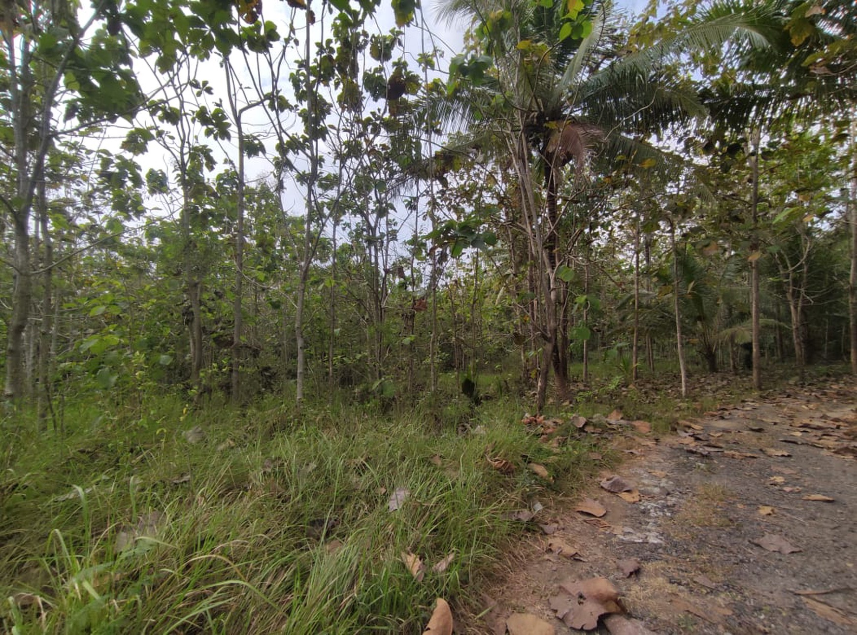 Tanah Dijual Luas 1898 Meter Persegi di Jalan Milir, Panjatan - Kulon Progo