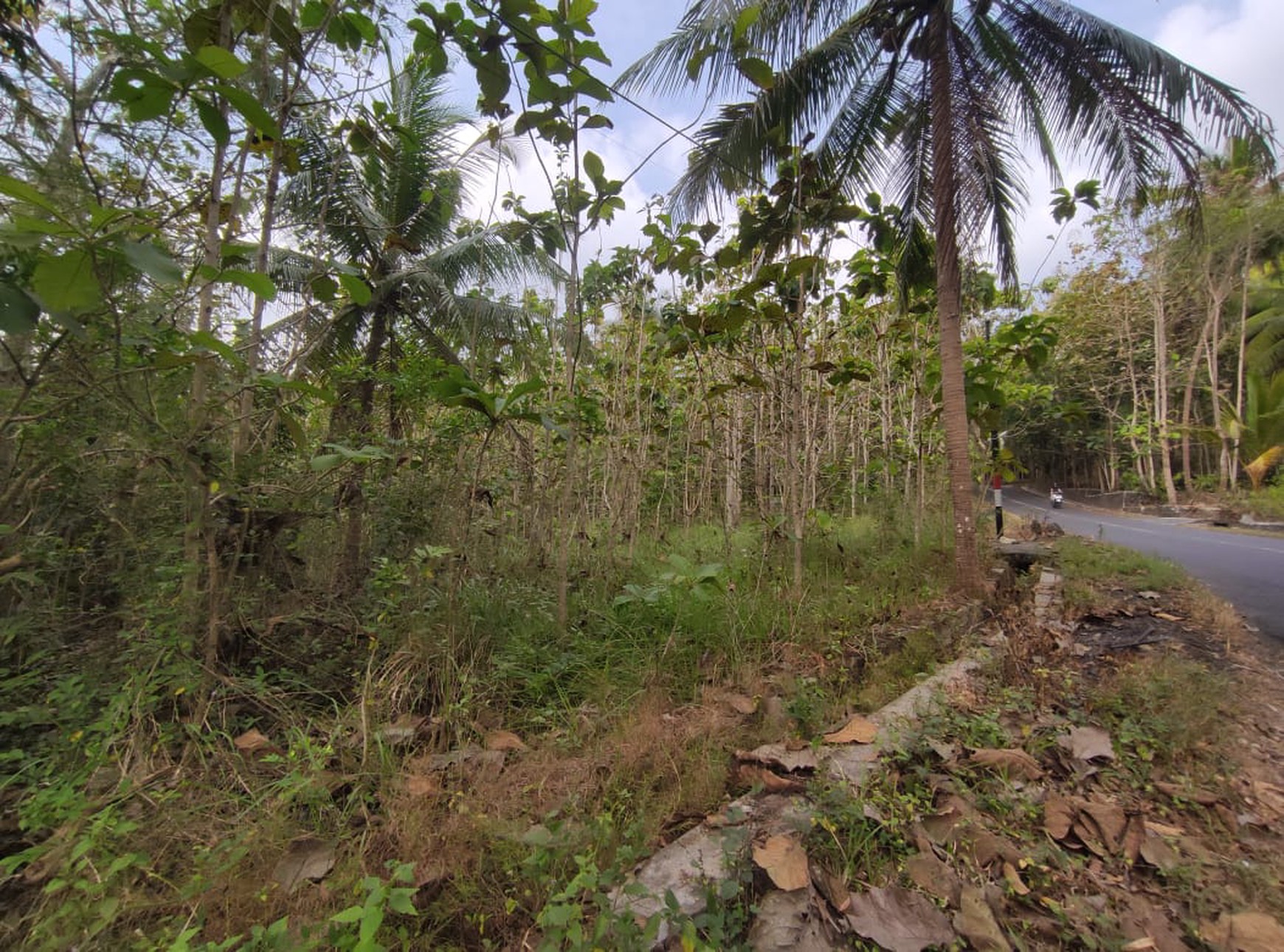 Tanah Dijual Luas 1898 Meter Persegi di Jalan Milir, Panjatan - Kulon Progo