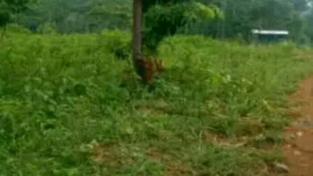 Tanah 5000 Meter di  Jonggol Bogor Harga 75 Rb Nego Sampai jadi