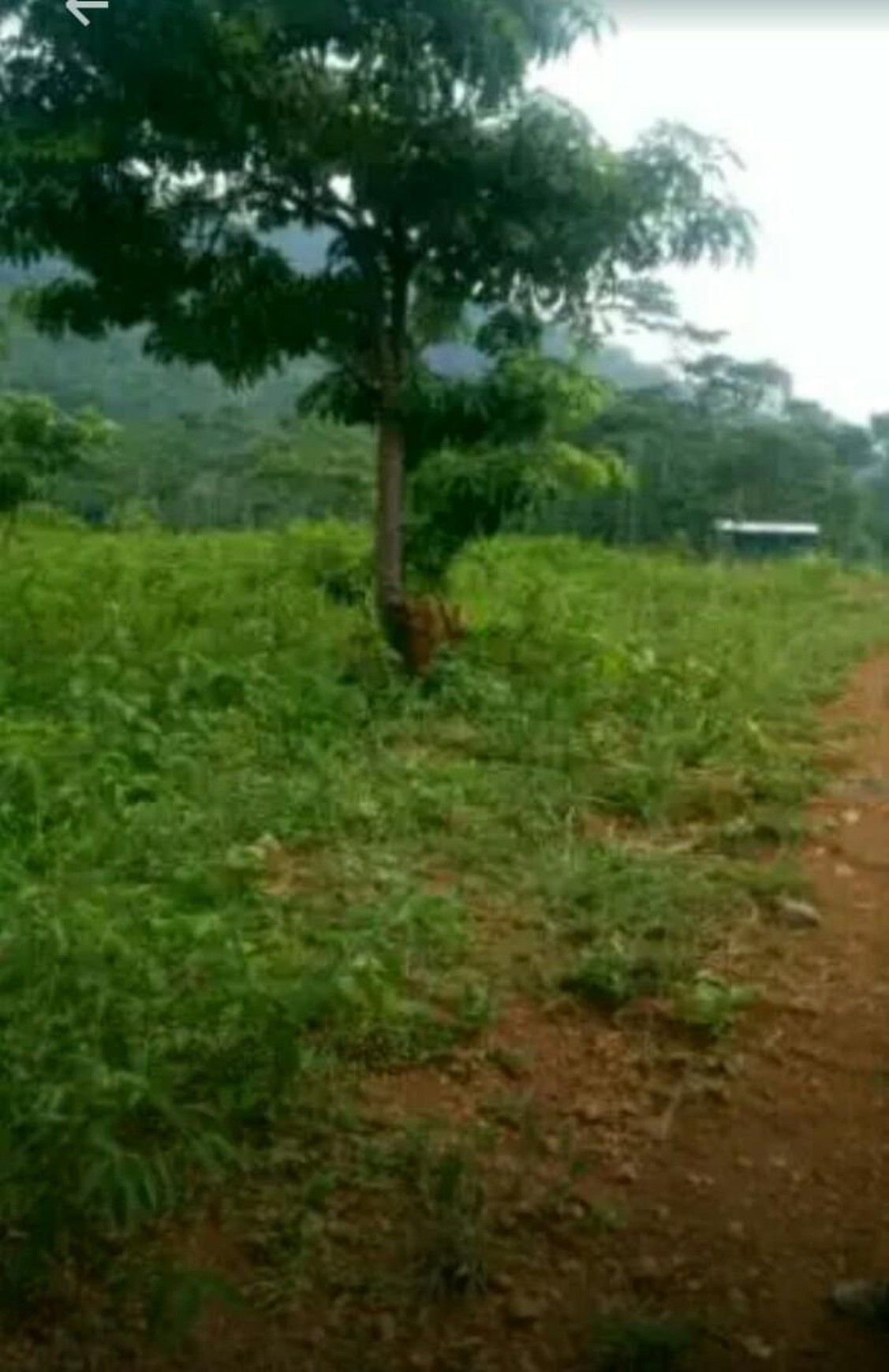 Tanah 5000 Meter di Jonggol Bogor Harga 75 Rb Nego Sampai jadi