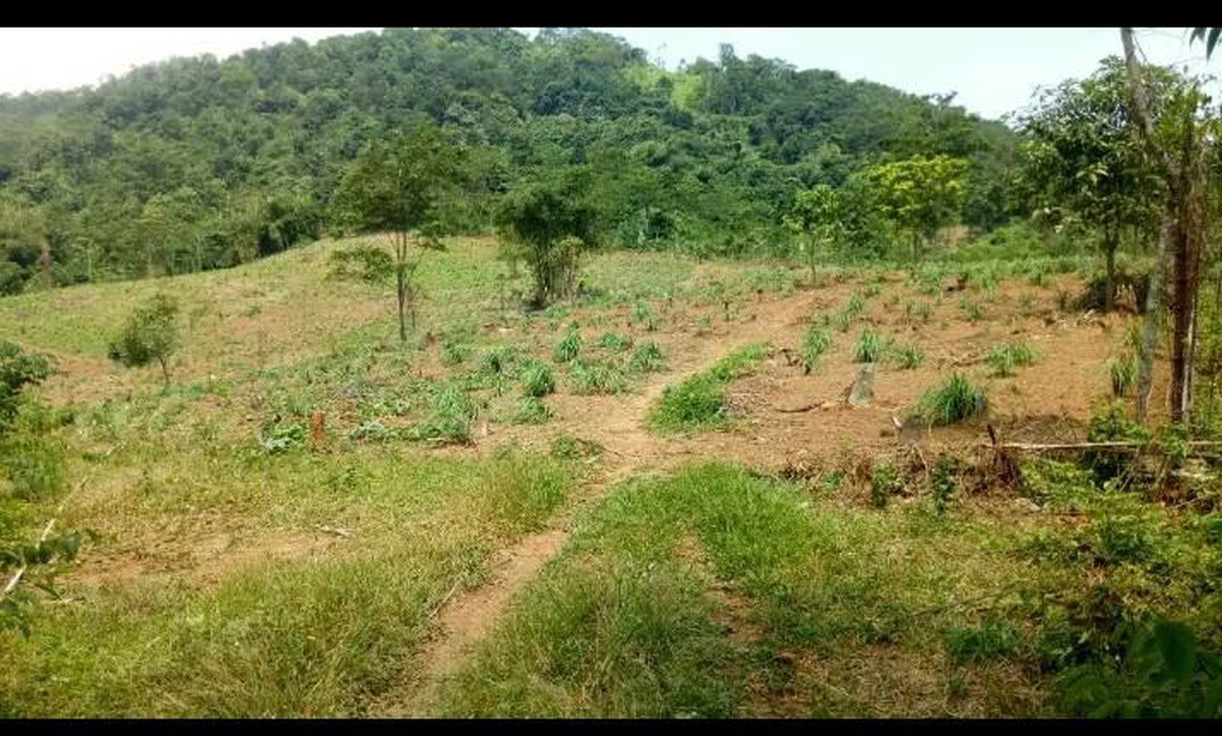 Tanah 5000 Meter di Jonggol Bogor Harga 75 Rb Nego Sampai jadi