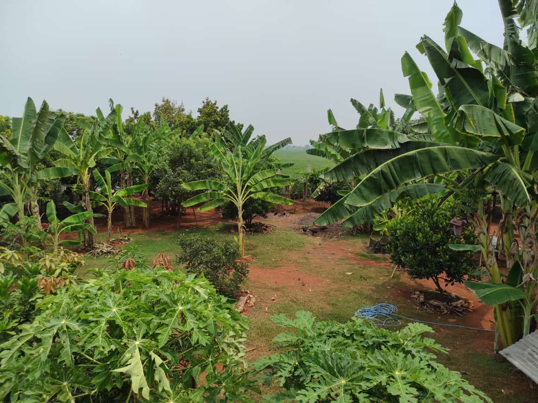 Rumah Asri dengan Kebun & Sawah Produktif - Hunian Nyaman, Investasi Menjanjikan di Srengseng Sukatani