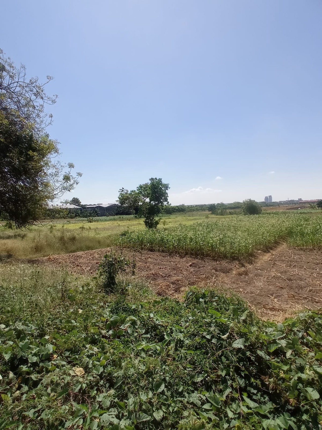 DiJual Tanah Randegansari dekat Area Industri Driyorejo