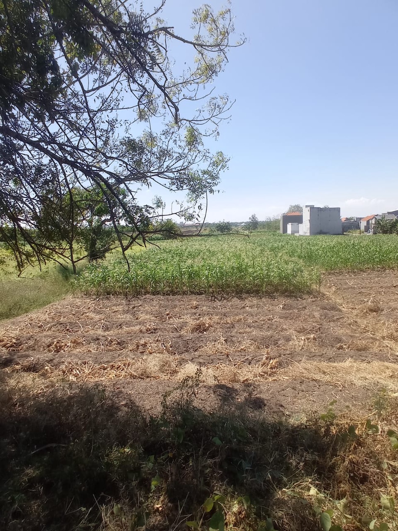 DiJual Tanah Randegansari dekat Area Industri Driyorejo