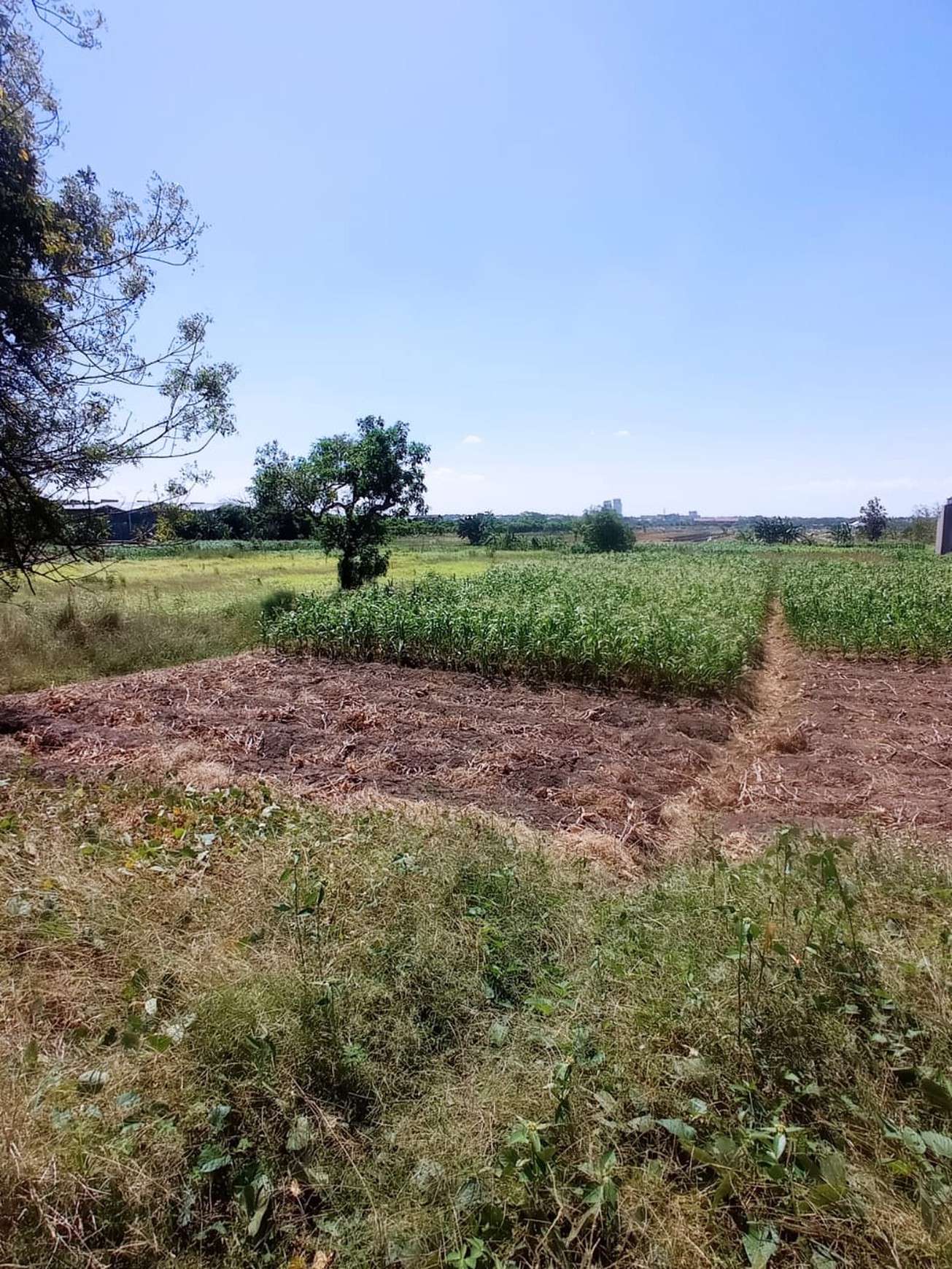 DiJual Tanah Randegansari dekat Area Industri Driyorejo