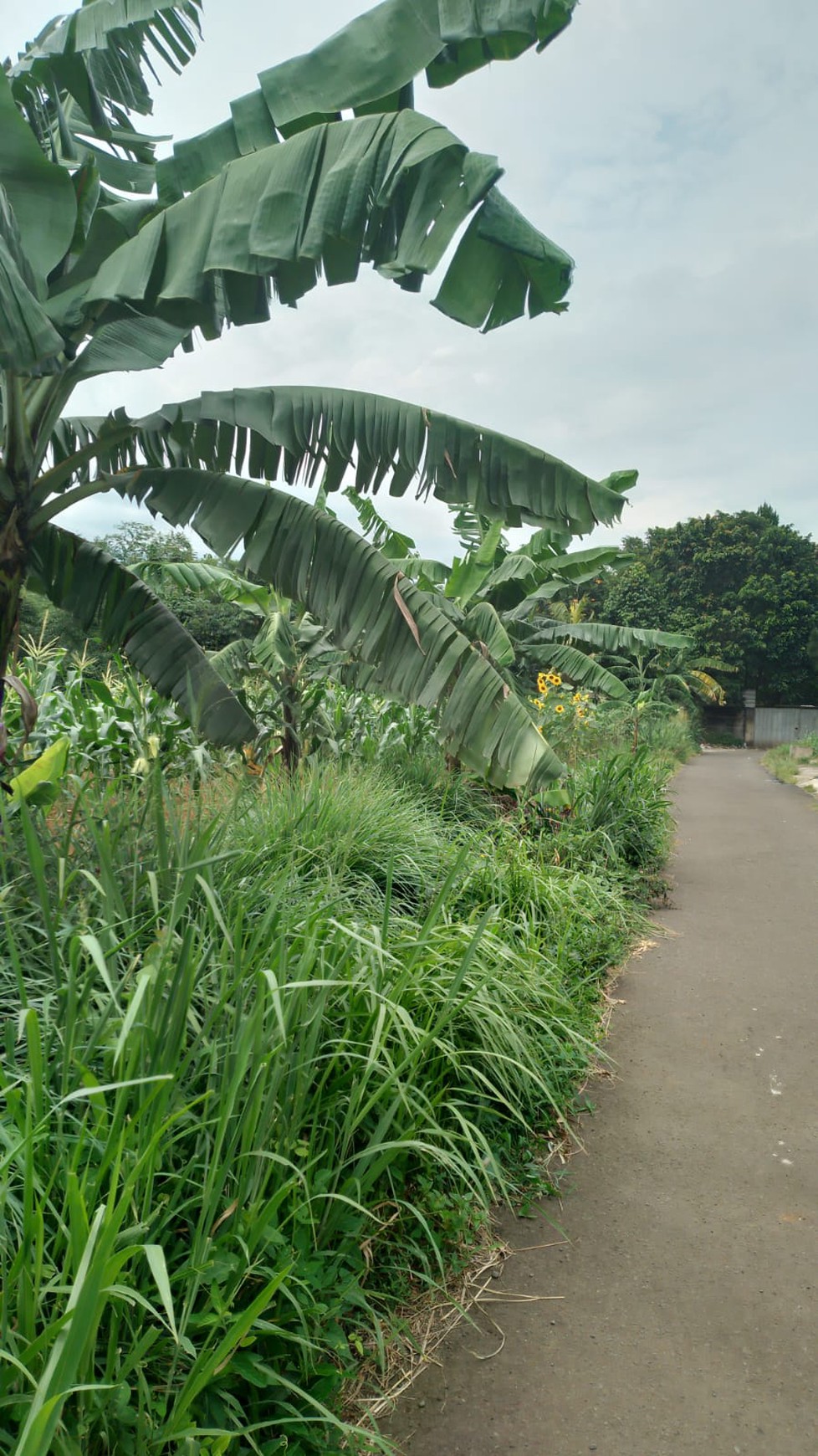 Kavling Murah Siap Bangun dan Cocok Untuk Perumahan @Bogor Selatan, Bogor