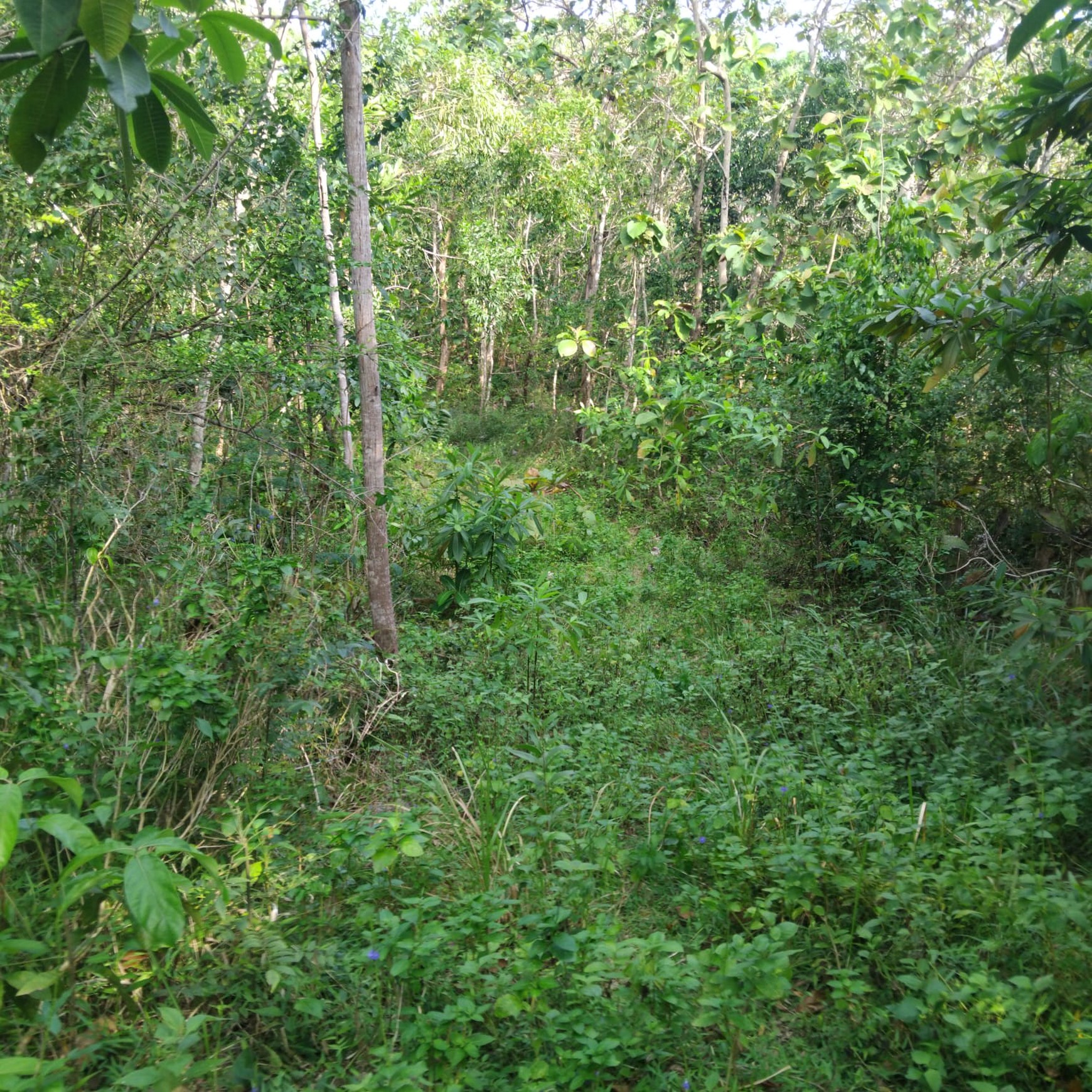 Dijual Tanah Luas Lokasi Strategis di Kawasan Wisata Pantai Parangtritis 