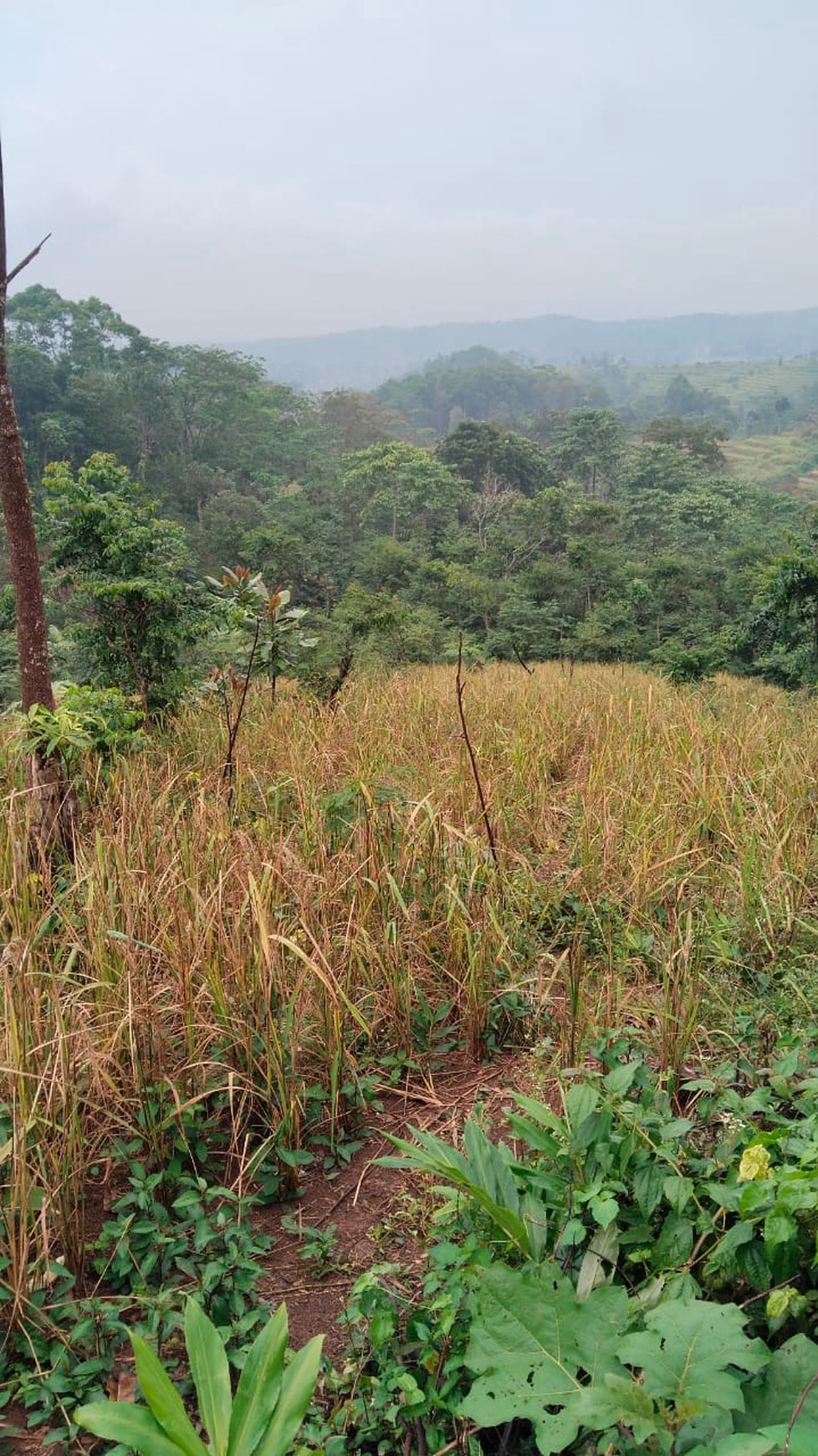 Tanah Kebun Luas di Waluran Mandiri Sukabumi, cocok untuk  Alam , Glamping atau perkebunan