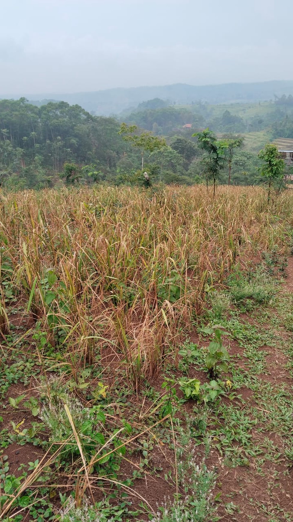 Tanah Kebun Luas di Waluran Mandiri Sukabumi, cocok untuk  Alam , Glamping atau perkebunan