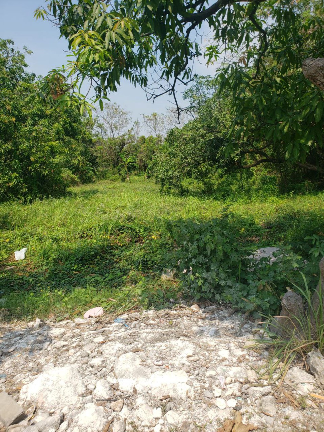 Dijual Tanah Strategis Manyar, Gresik Sebelah Tol Gresik-Surabaya