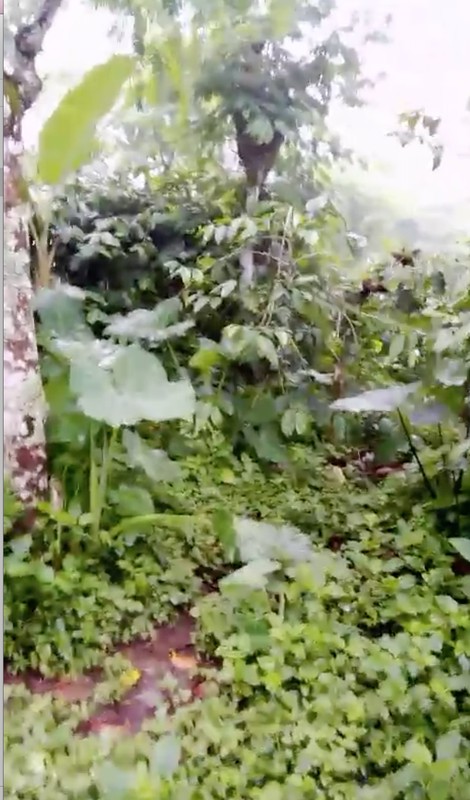 Land Freehold Main Road Kintamani Bali