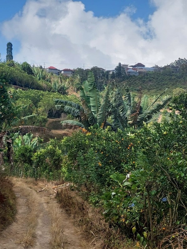 Land Freehold Expansive Countryside Kintamani Bali