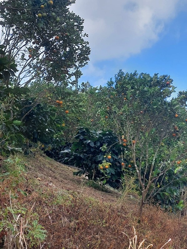 Land Freehold Expansive Countryside Kintamani Bali