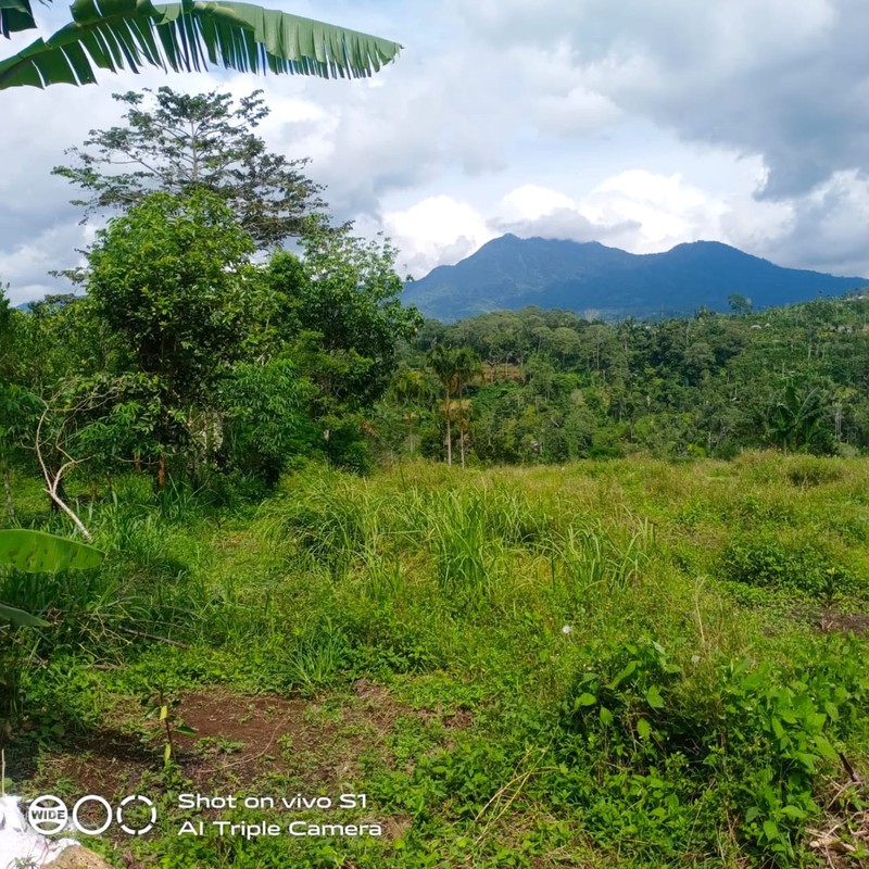 Land Freehold 16000 sqm In Kintamani Bali