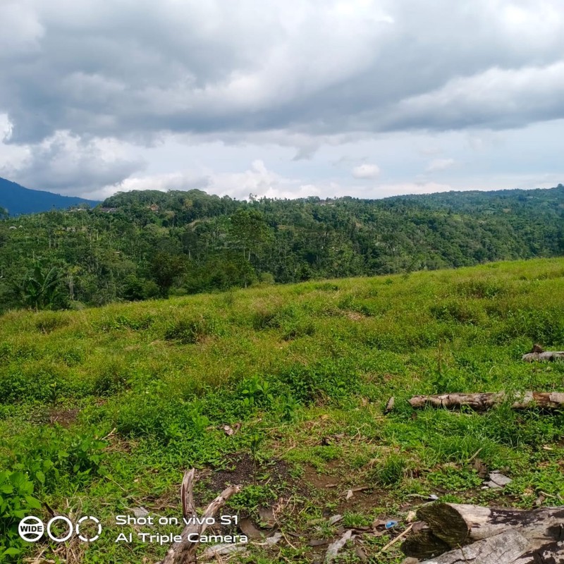Land Freehold 16000 sqm In Kintamani Bali