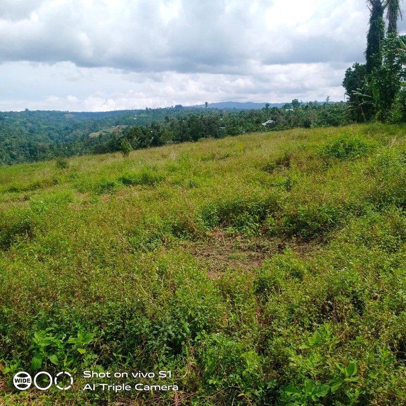 Land Freehold 16000 sqm In Kintamani Bali