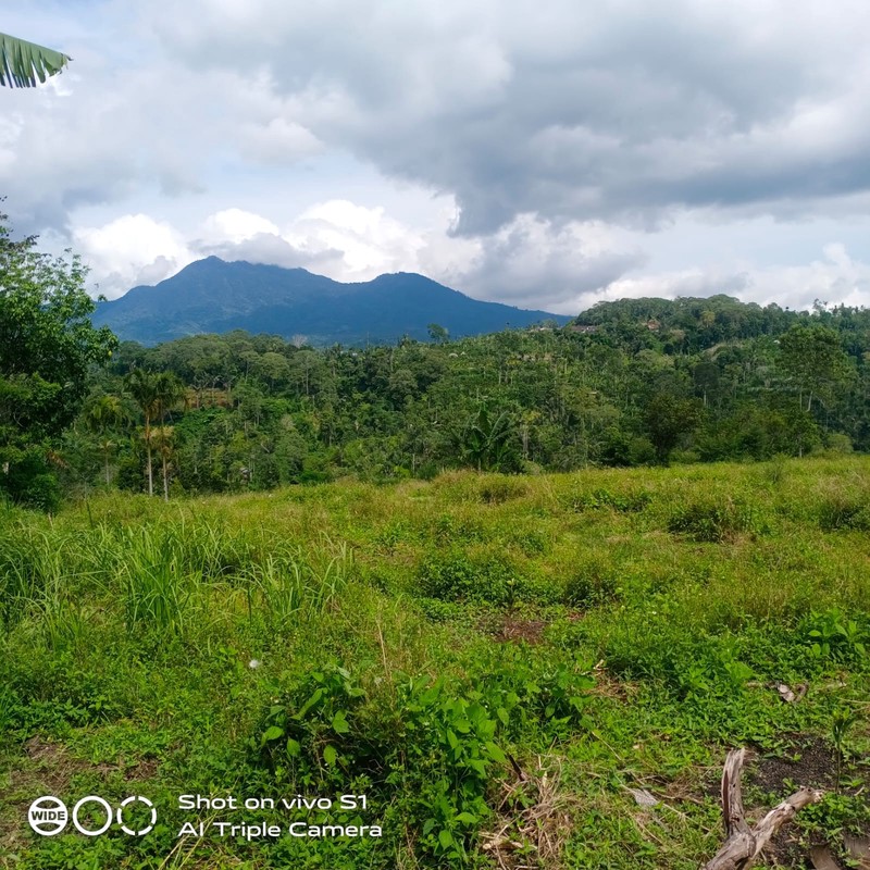 Land Freehold 16000 sqm In Kintamani Bali