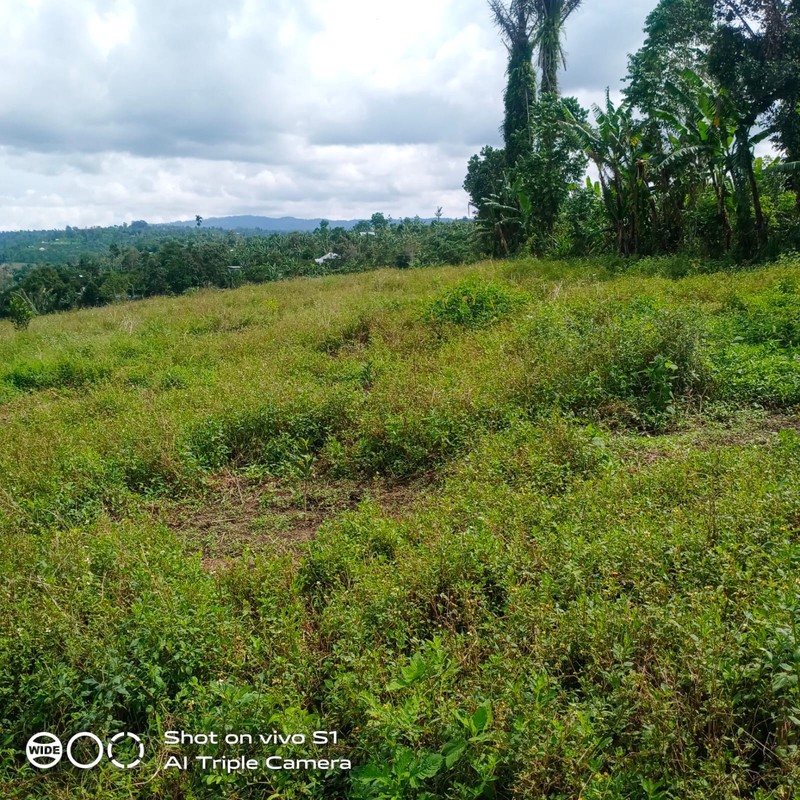 Land Freehold 16000 sqm In Kintamani Bali