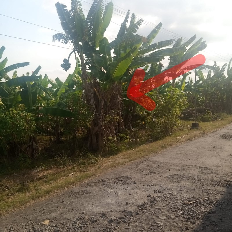 Tanah Kosong Siap Bangun Dekat RSUD Prambanan